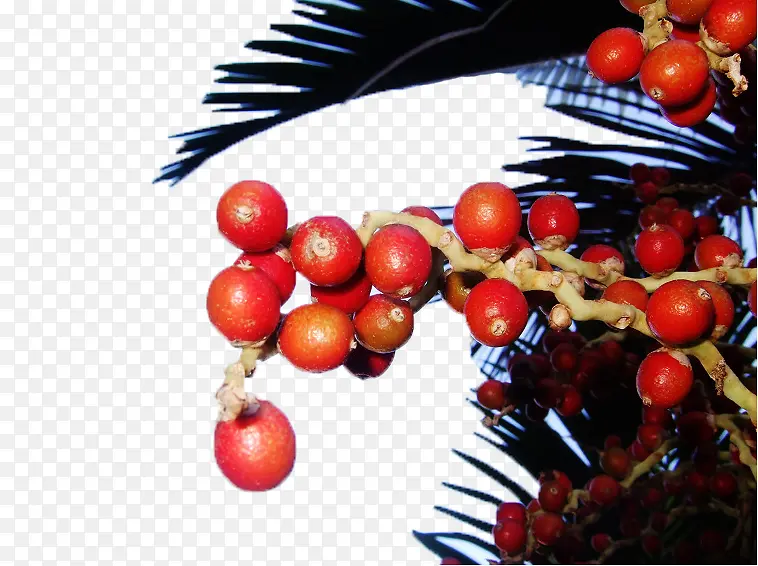 棕榈树枝上的红色棕榈果