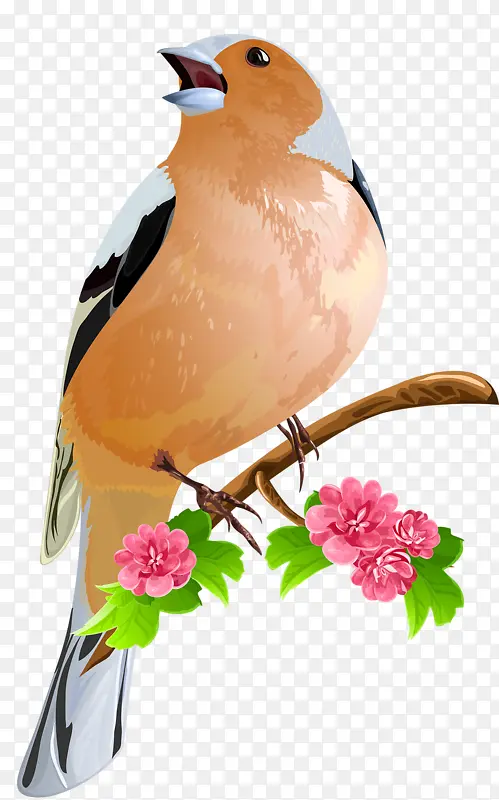 漂亮彩雀