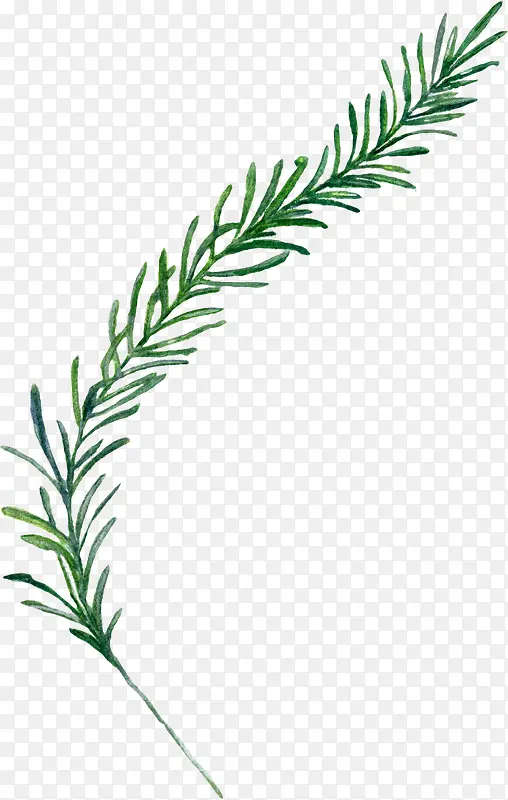 绿色植物花边创意