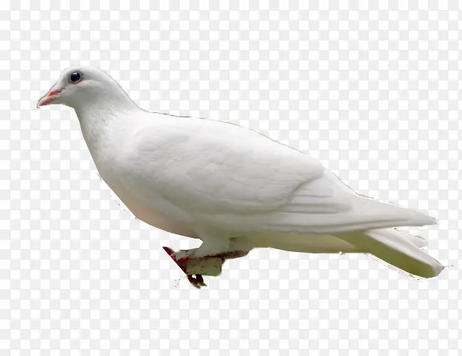 白色代表和平的信鸽