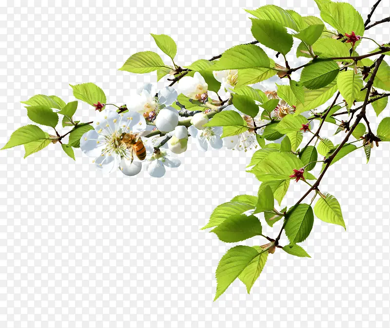 绿色植物装饰图PNG图片素材下载_图片编号qdoxnejw-免抠素材网