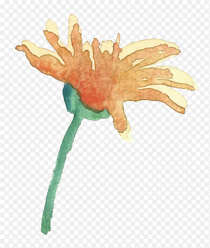 黄菊花