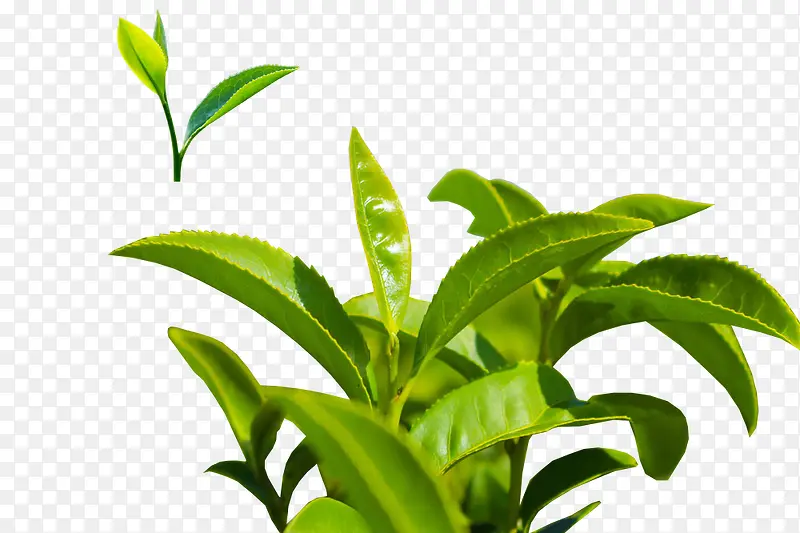 萌芽的茶叶高清背景素材图片