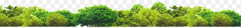 创意摄影绿色的大树森林