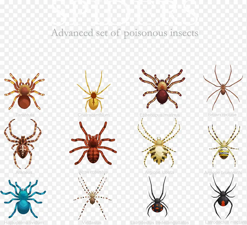 矢量图各种蜘蛛