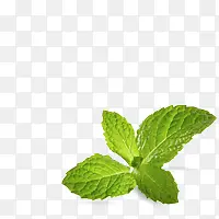 mint-tip.png