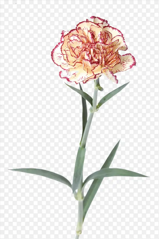 清新一枝花装饰图案