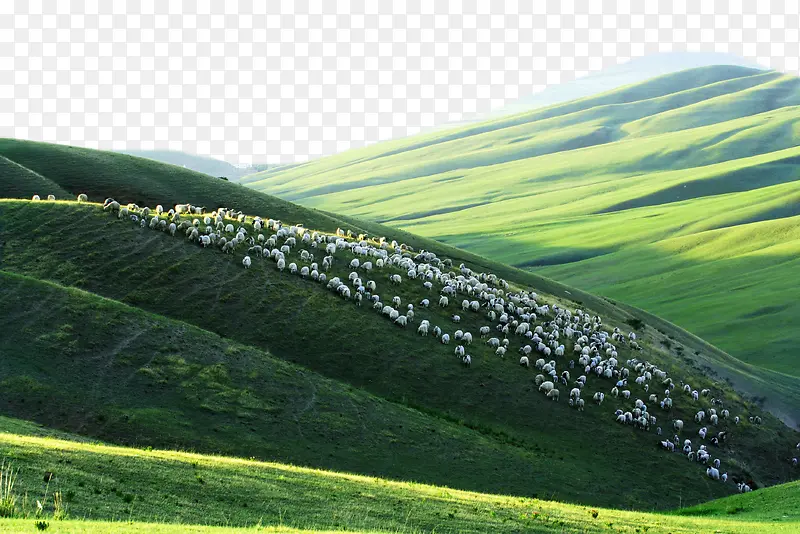 绿色山坡上成群的绵羊