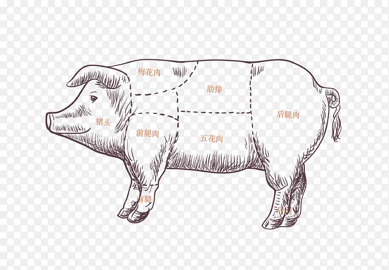 猪肉分割图线稿