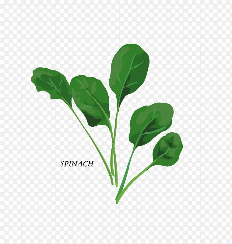 矢量spinach