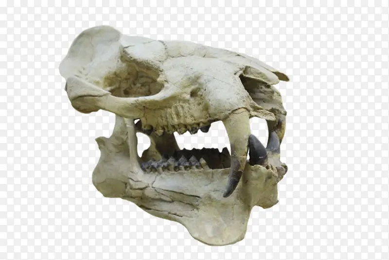 动物头骨化石实物