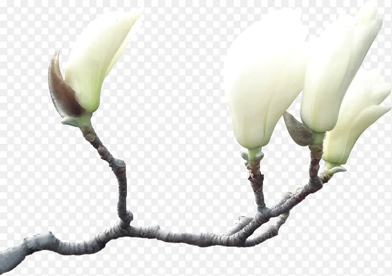白色的木兰花