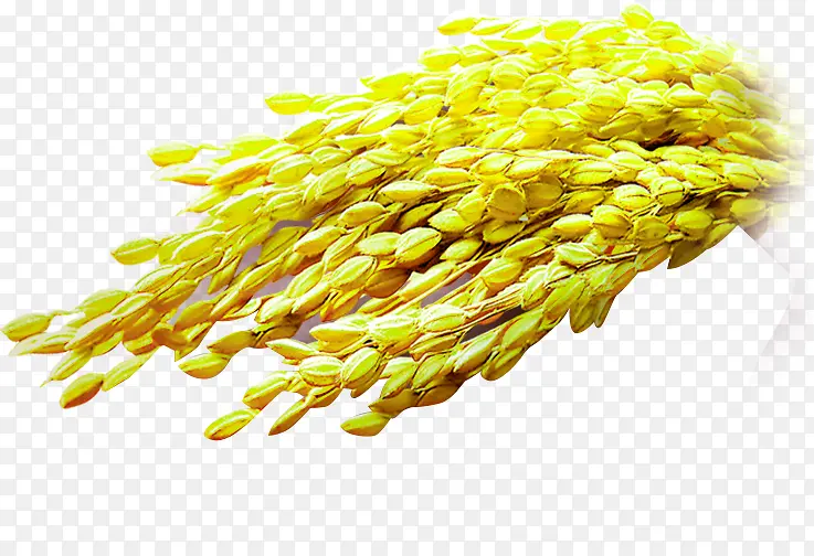 金色清新麦穗稻谷装饰图案