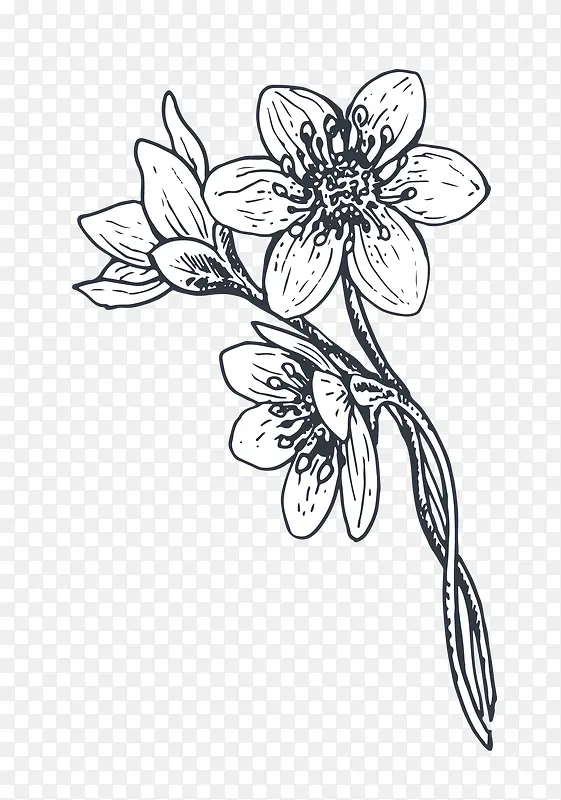手绘黑白植物花卉