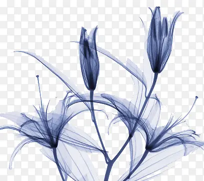 花卉
