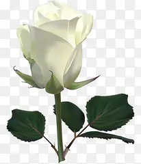 白色玫瑰植物高清素材