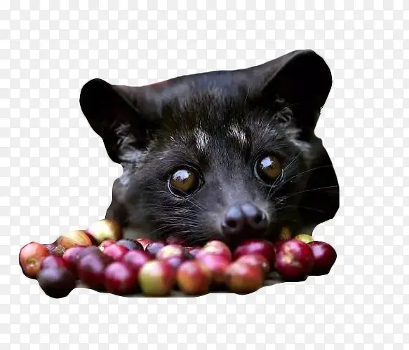 麝香猫和咖啡豆