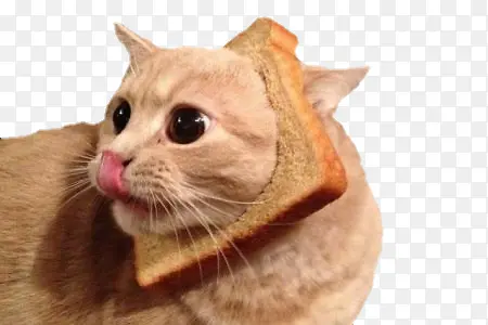 面包猫咪