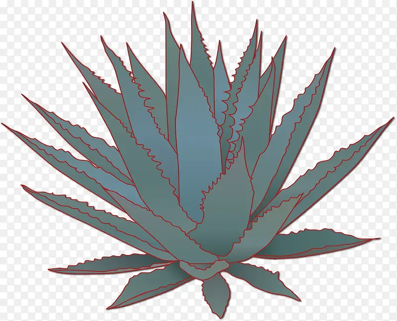 精细矢量成熟龙舌兰