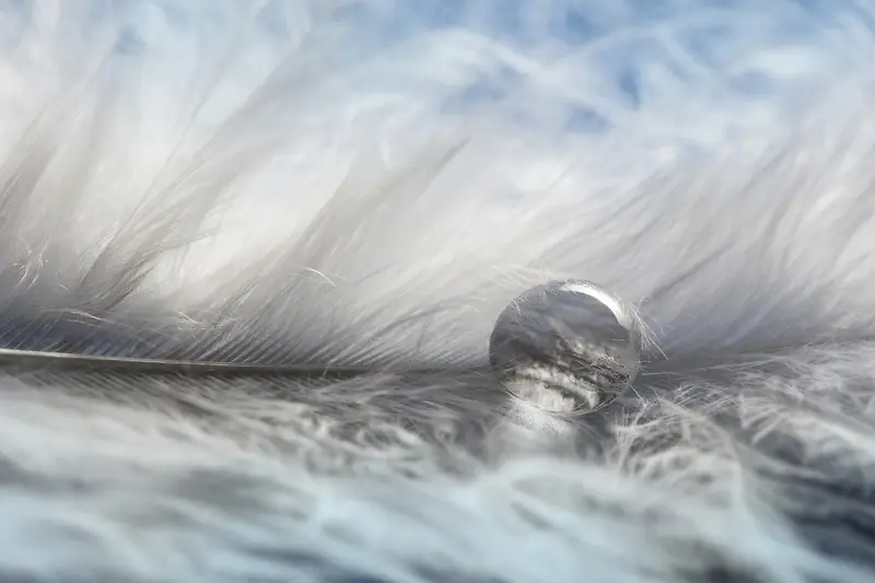 灰色羽毛上的水滴