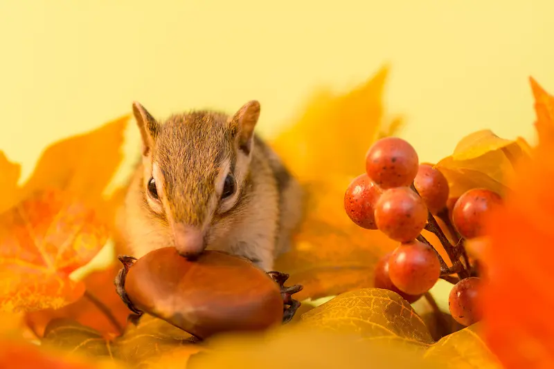 秋天的叶子和花栗鼠