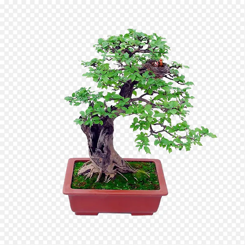 盆景免抠下载