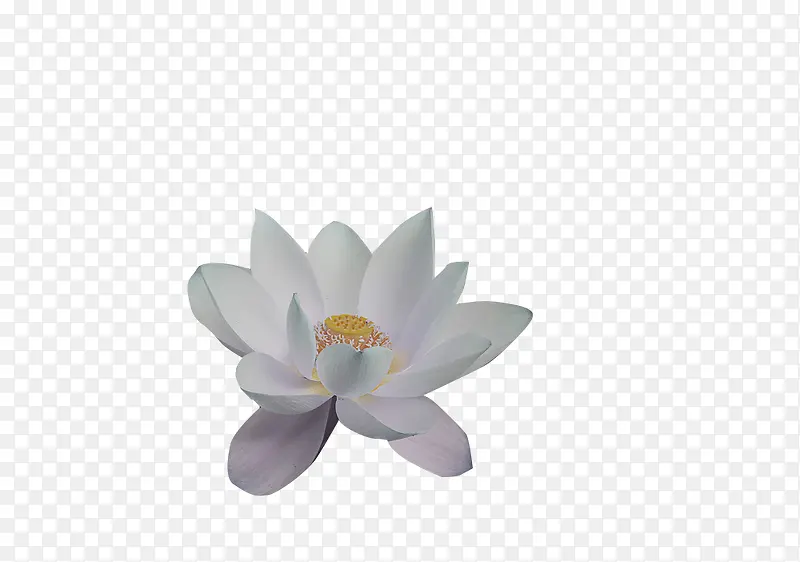 一朵白色的莲花