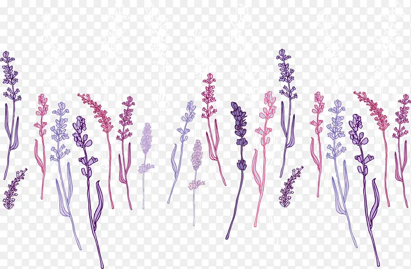 紫色美丽薰衣草花丛PNG图片素材下载_图片编号qjevvrwj-免抠素材网