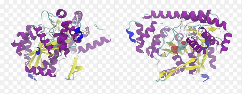 模型蛋白转氨酶化学人类丙氨酸