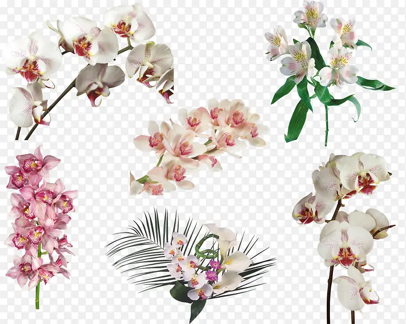花卉线描手绘花卉素材