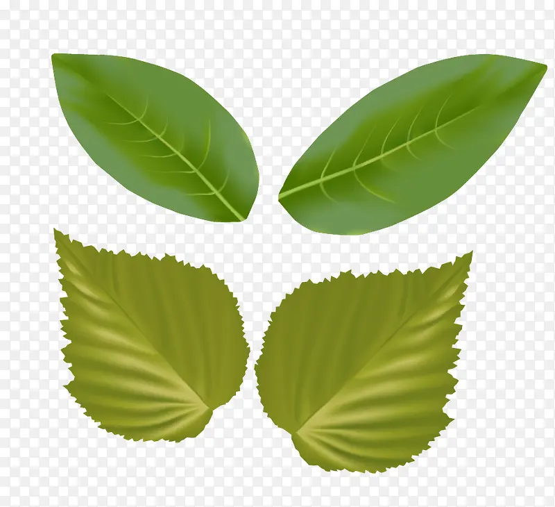 植物绿叶蔬菜