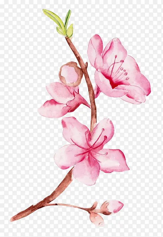 红色桃花发芽春天