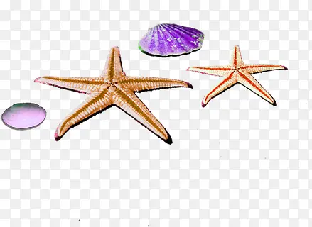 两个海星两个紫色贝壳