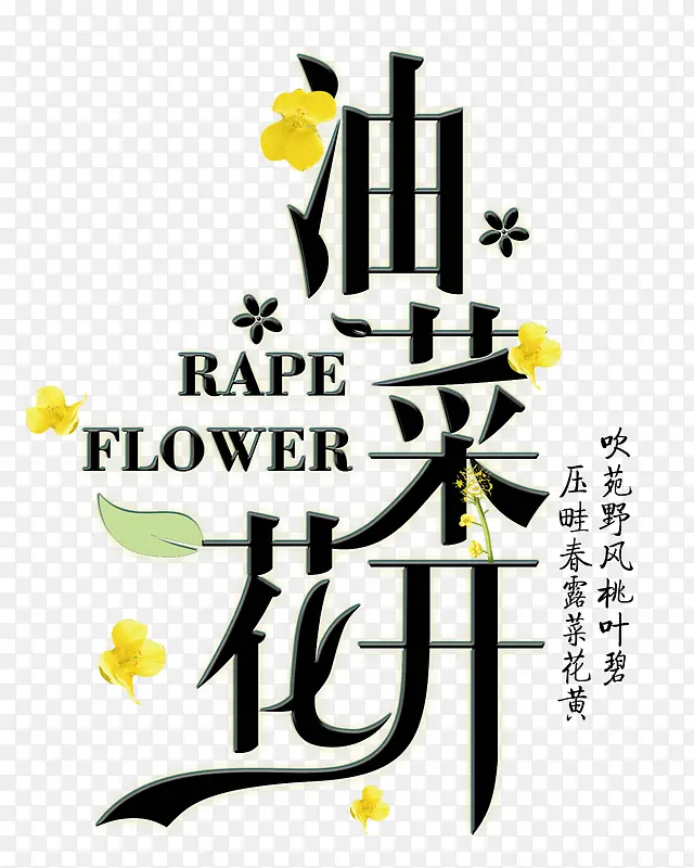 油菜花开