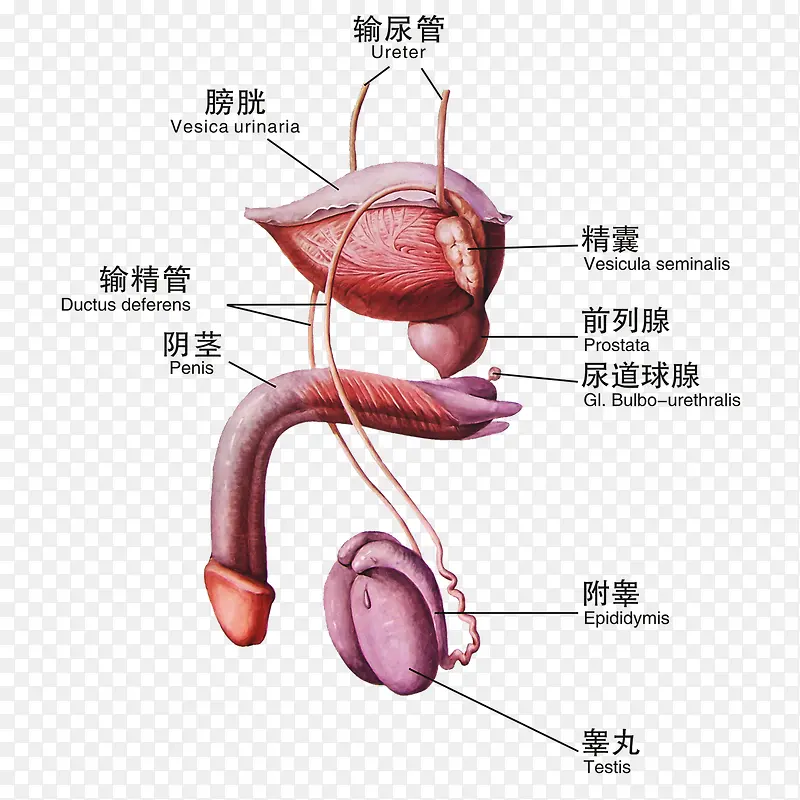 男性生殖器结构图素材