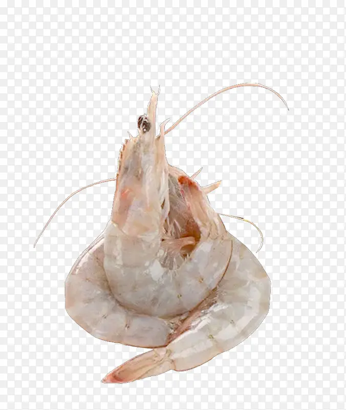 营养南美白对虾PNG