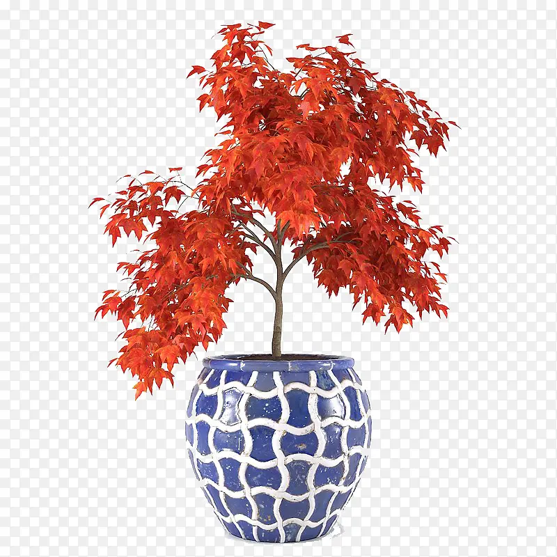 红色叶子瓷盆景观树木