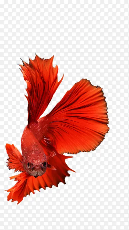 红色条纹凤尾鱼美丽