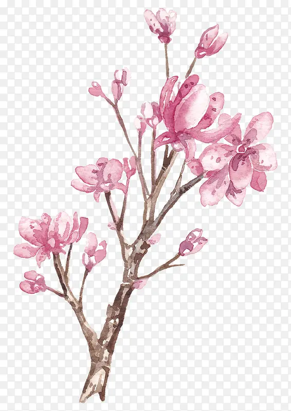 枝干上的花