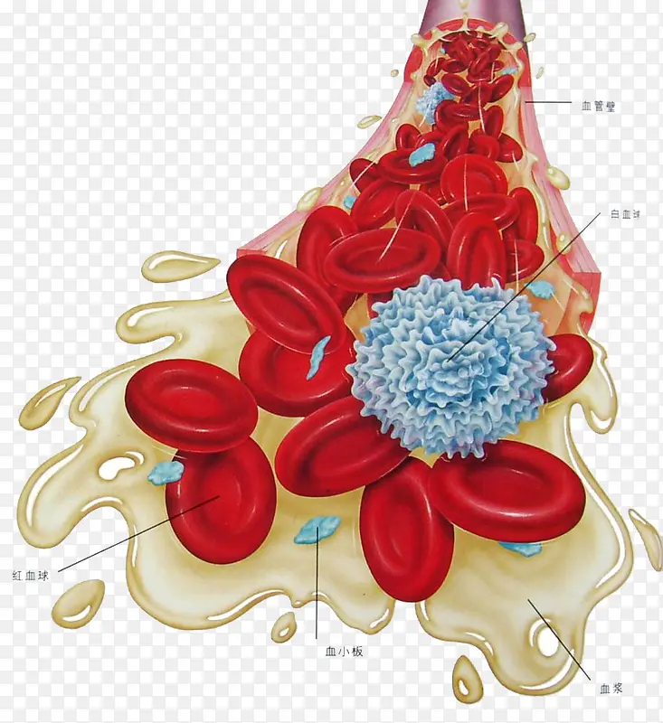医学血液细胞图形