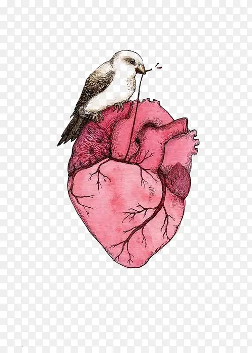 小鸟和心脏
