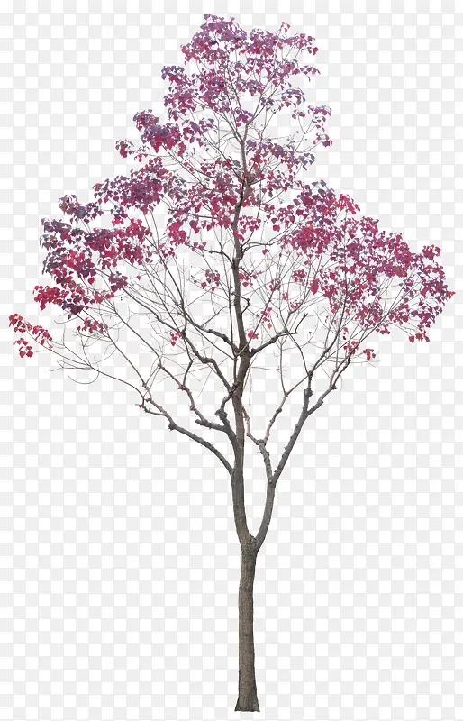 北美枫香大树
