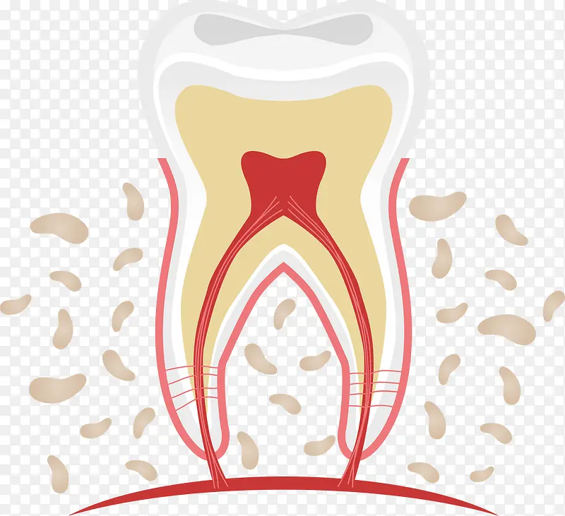卡通牙齿形态矢量图