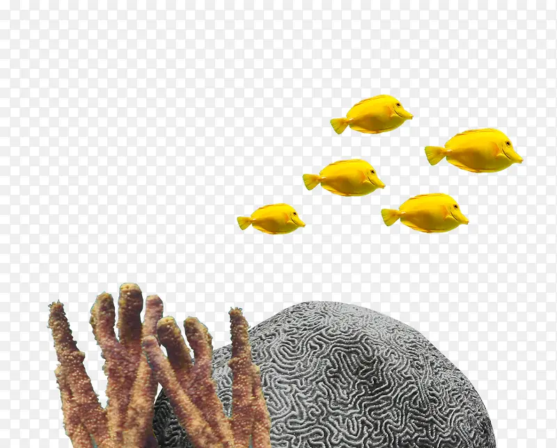 黄色小鱼在石头跟枝干之间游