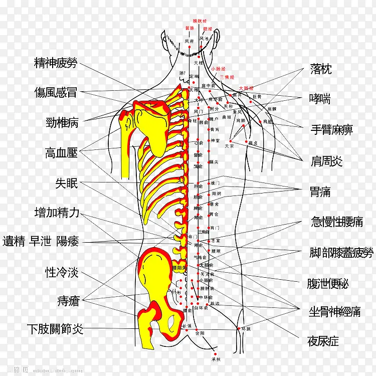 按摩背部主治疾病PNG图片素材下载_图片编号yzovjgak-免抠素材网