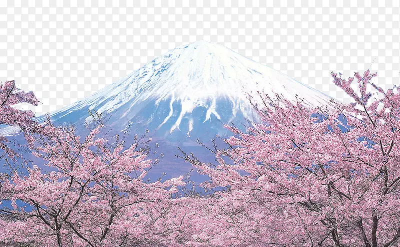 富士山和樱花
