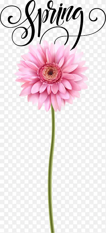 一朵美丽的粉色花朵