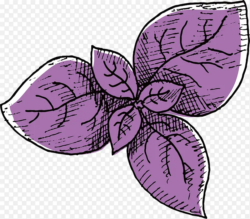 矢量手绘紫苏苗素材
