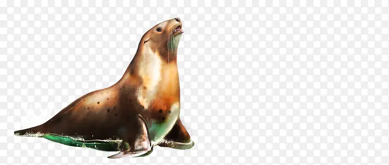 海狮
