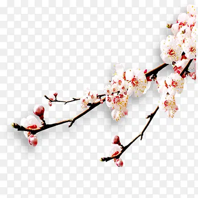 梅花实景元素
